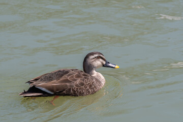 Fototapeta premium 穏やかな川面をゆっくりと泳ぐ嘴の黄色いカルガモ