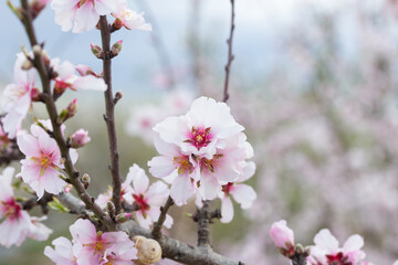 Flores rosadas de almendro en primavera, mes de marzo con fondo desenfocado