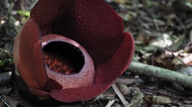 Rafflesia kerrii blooming this flowering plant has the largest flowers in the world and is found in Khao Sok, Surat Thani Province.	