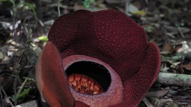 Rafflesia kerrii blooming this flowering plant has the largest flowers in the world and is found in Khao Sok, Surat Thani Province.	