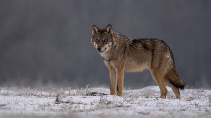 Wolfs © Andreas
