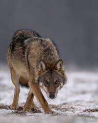 Naklejka premium Wolf