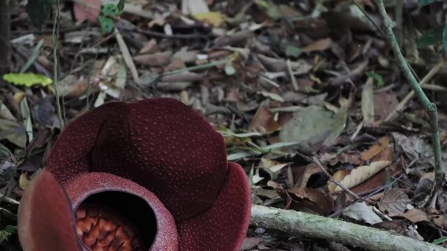 Rafflesia kerrii blooming this flowering plant has the largest flowers in the world and is found in Khao Sok, Surat Thani Province.	