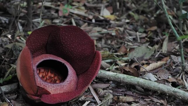 Rafflesia kerrii blooming this flowering plant has the largest flowers in the world and is found in Khao Sok, Surat Thani Province.	