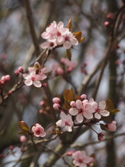 Obraz premium Natural, landscape, view, sky