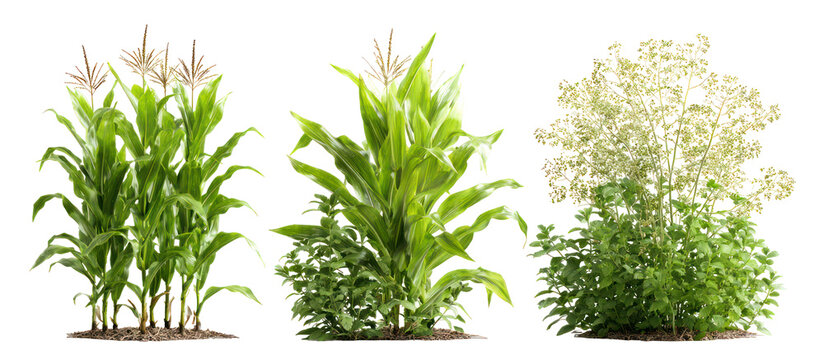 Sets of corn plants sorghum plants and buckwheat plants on transparent background