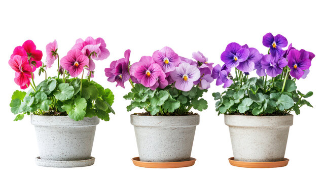 Vibrant pansies in pots, isolated on transparent background