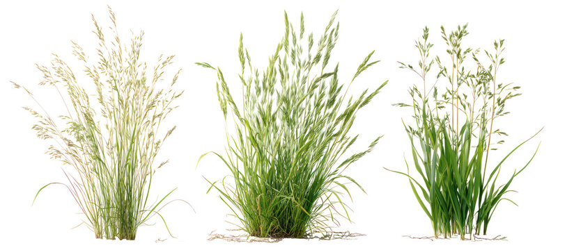 Three sets of fine fescue tall oat grass and bluegrass side by side on transparent background