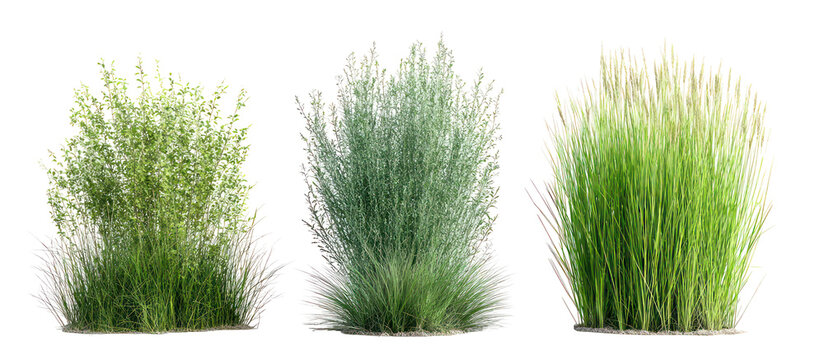 Three sets of fine fescue tall oat grass and bluegrass side by side on transparent background