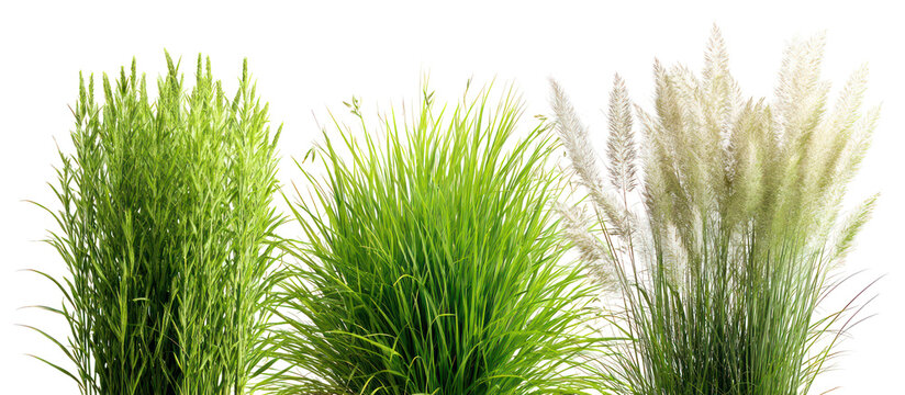 Sets of foxtail grass switchgrass and Kentucky bluegrass on transparent background