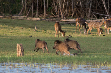 Obraz premium Wild Boars Playing