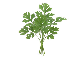 Fresh bunch of parsley herb leaves isolated on transparent background green leaf
