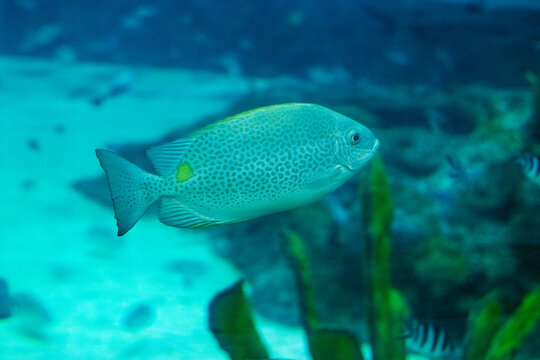 The Java rabbitfish is a tropical fish with a distinctive spotted pattern, swimming near the bottom of the clear blue sea
