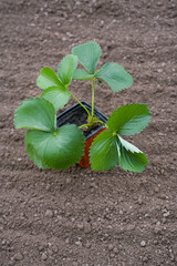 strawberry potted seedlings
