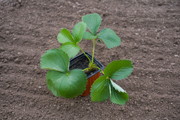 strawberry potted seedlings