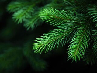Christmas tree branches texture, natural green festive background