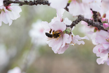 Abeja polinizando flor de almendro en primavera con fondo desenfocado
