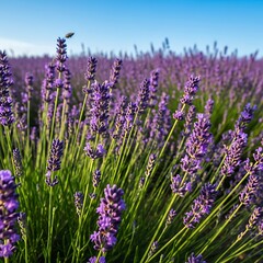 Obraz premium A bee flies over a vibrant lavender field on a sunny day with purple flowers swaying in the breeze