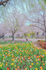 Fototapeta premium 2025年に咲いたお台場の桜とチューリップ