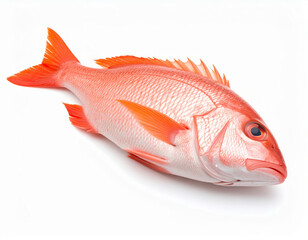 Fototapeta premium Fish Close Up, Whole Fresh Seafood on White Background