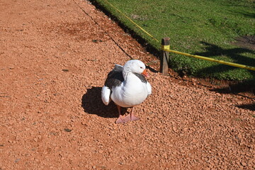 Camino de un ganso © claudio
