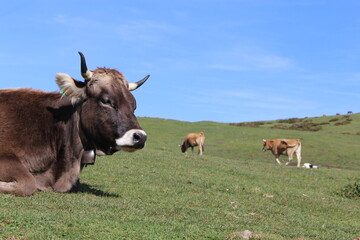 Cow resting on green meadow in Asturias, rural landscape in northern Spain