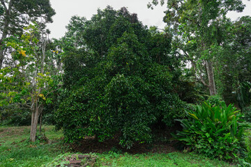 Fototapeta premium Mature Mangosteen Tree with Dense Green Canopy in a Tropical Orchard