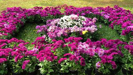 Fototapeta premium Blooming garden plants with colorful flowers