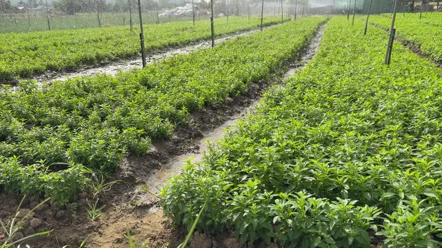 Neatly aligned rows of young Peppermint plants grow under irrigation creating a uniform cultivated herb field. Herb production.