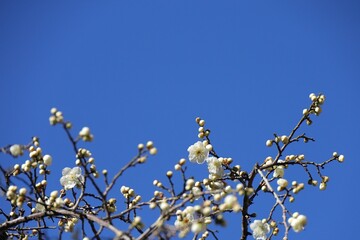 青空に向かって咲き始めた白い梅の花
