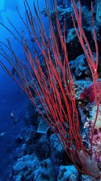 Red Cluster Whip Coral (Ellisella juncea). Taken in Sharm el Sheikh, Egypt.