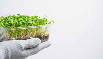 Vibrant Green Seedlings in Transparent Container- A Symbol of Growth and Renewal- Fresh Start Concept