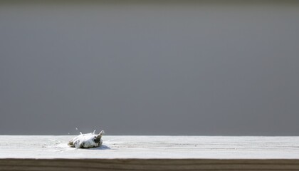 Serene White Driftwood on Wood Surface?A Moment of Tranquil Contemplation