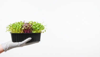 Healthy Young Seedlings in Durable Plastic Container- A Symbol of Growth and Potential