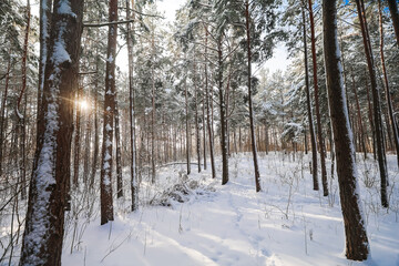 Fototapeta premium Bright rays of sunlight filter through the dense pine forest and snow-covered tree branches, creating the atmosphere of a frosty winter morning and filling the forest with light.