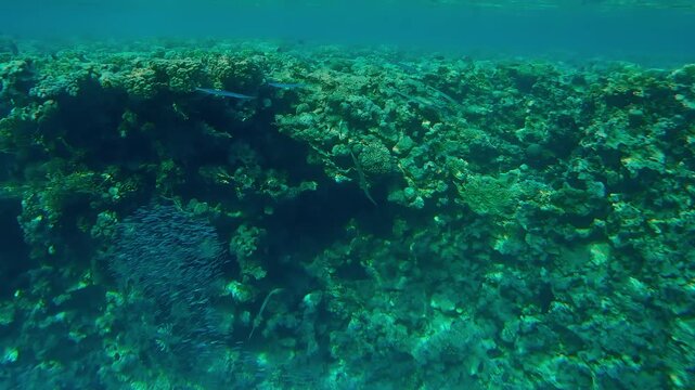 Blue-spotted Cornetfish, Fistularia commersonii, hunts on the school of Red Sea Hardhead Silverside, Atherinomorus forskalii swims against the reef crest.
