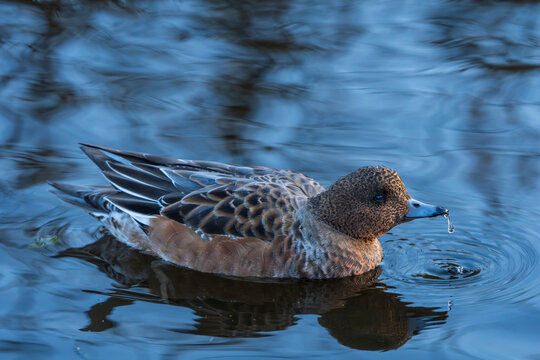The Eurasian wigeon or European wigeon (Mareca penelope), also known as the widgeon or wigeon