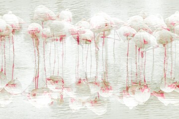 Flamingos © Anne-Marie 