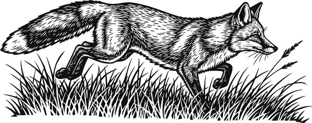 Obraz premium Running wild fox in grass black and white detailed ink illustration of a fox moving swiftly through tall grass