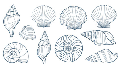 Collection of Various Seashells and Marine Mollusk Shells. © Yann