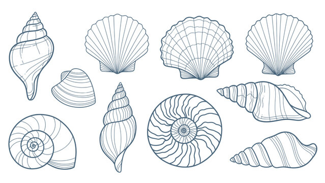 Collection of Various Seashells and Marine Mollusk Shells.