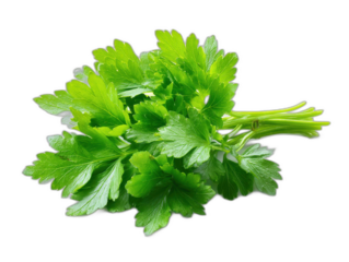 staudensellerie isolated on a white background ar 43