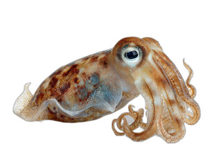 Fototapeta premium calamari isolated on a white background ar 43