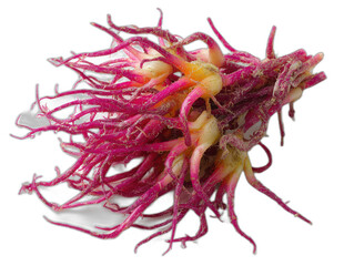 Obraz premium rettichsprossen isolated on a white background ar 43