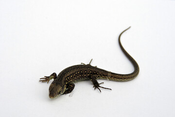 A male wild sand lizard isolated on white