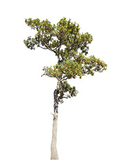 Solitary Tree: An isolated tree stands tall and proud, showcasing its vibrant foliage against a simple background, symbolizing resilience and the beauty of nature.