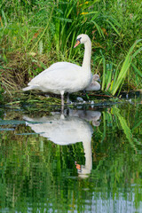 Mute Swan (Cygnus olor) reflecting in water, Belgium
