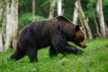 Fototapeta premium Brown bear (Ursus arctos) walking in lush green forest with birch trees in natural environment