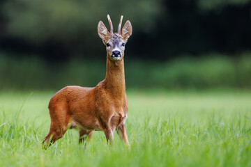 Fototapeta premium Roe deer (Capreolus capreolus) male standing alert on green meadow with forest background in summer light
