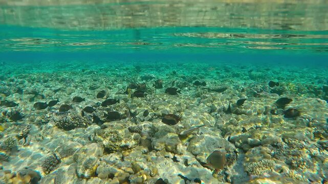 Shoal of Brown Surgeonfish and other tropical fish feeding on the flat-top of a shallow coral reef reflected in the surface of turquoise water, Blackspot Surgeonfish, Acanthurus nigrofuscus